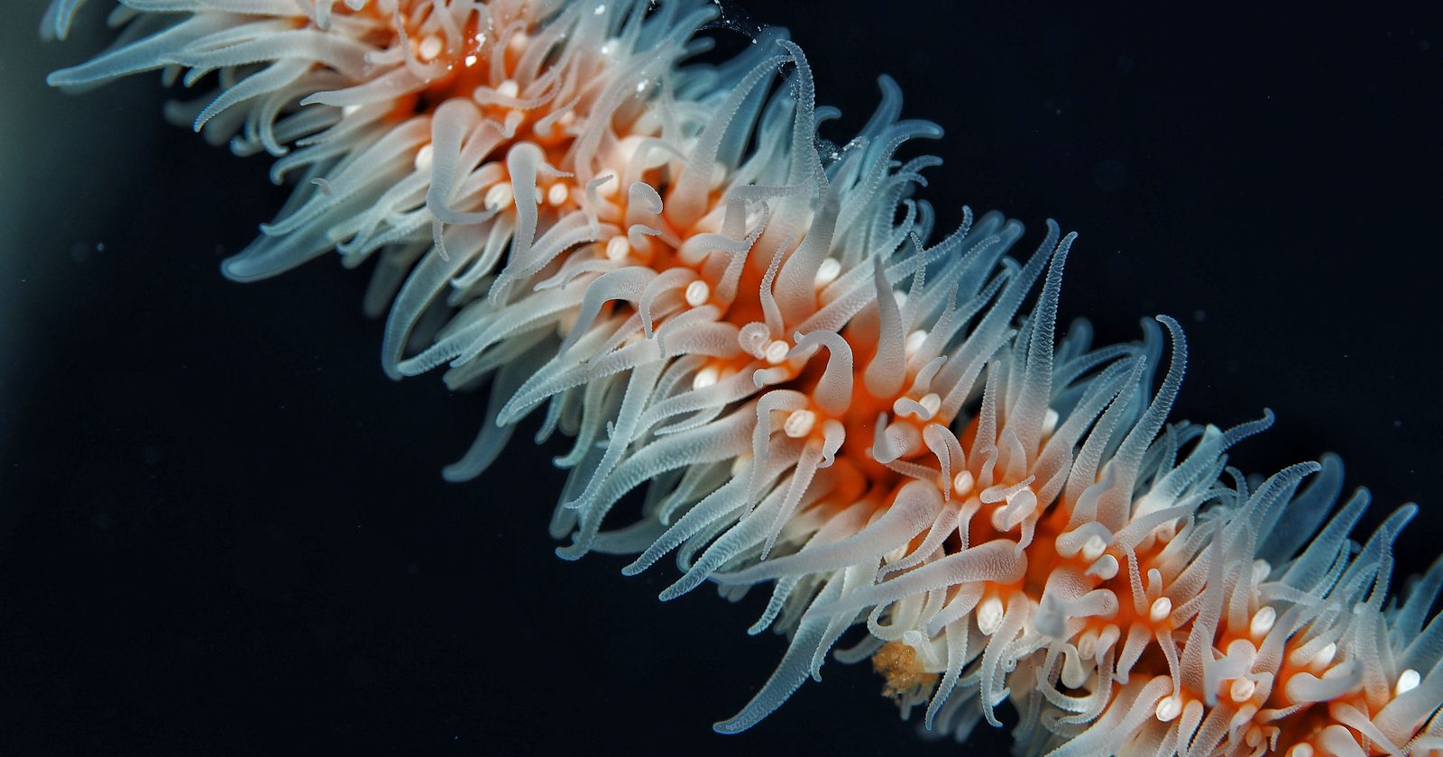 Chinese Submersible Uncovers Vast Tubeworm and Clam Habitat in Kuril-Kamchatka Trench at 9,533 Meters, Utilizing Methane Rather Than Sunlight in 2024