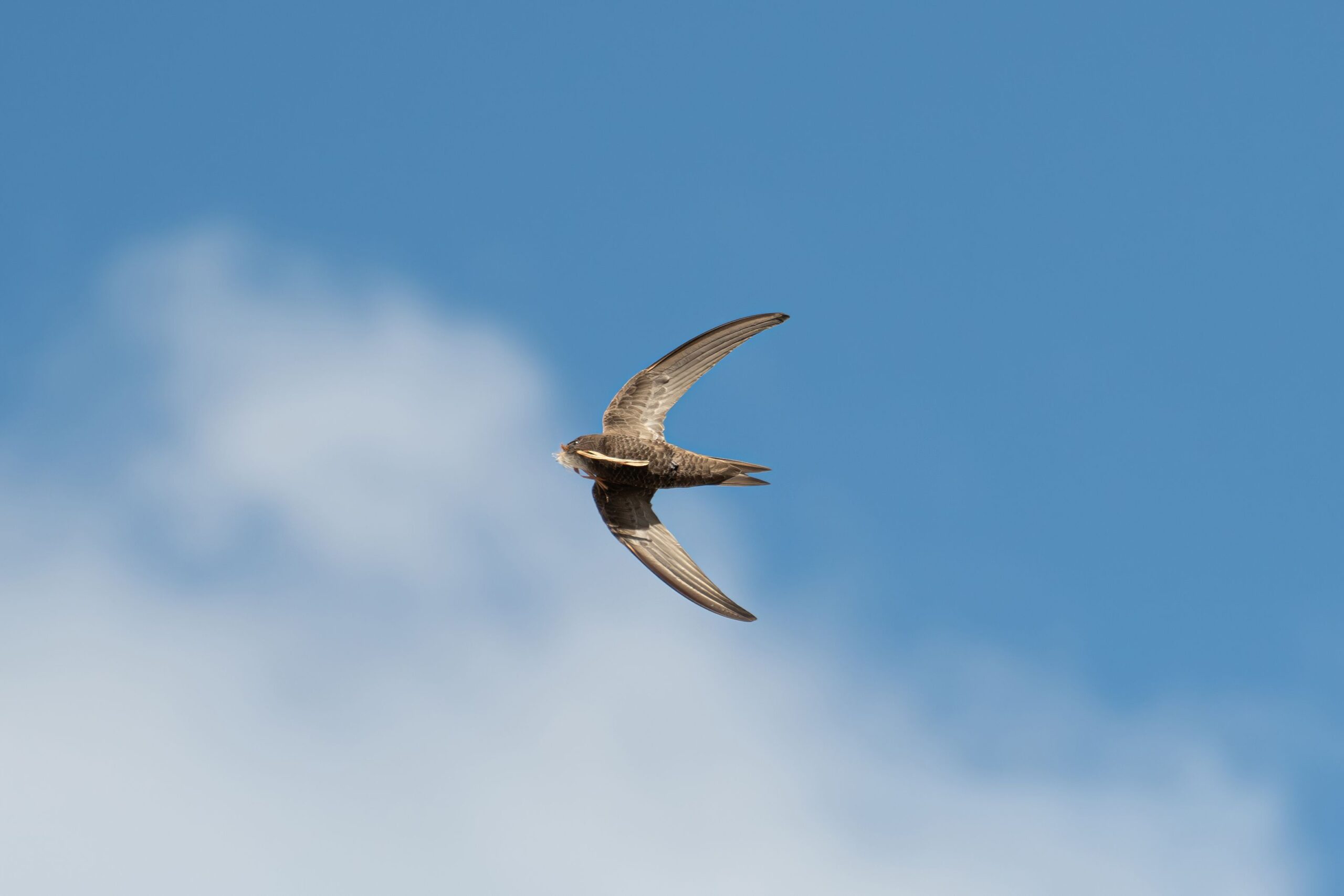 Common Swifts Remain Aloft for Almost a Year Without Touching Down, Involving Their Migration and Non-Breeding Period in Africa