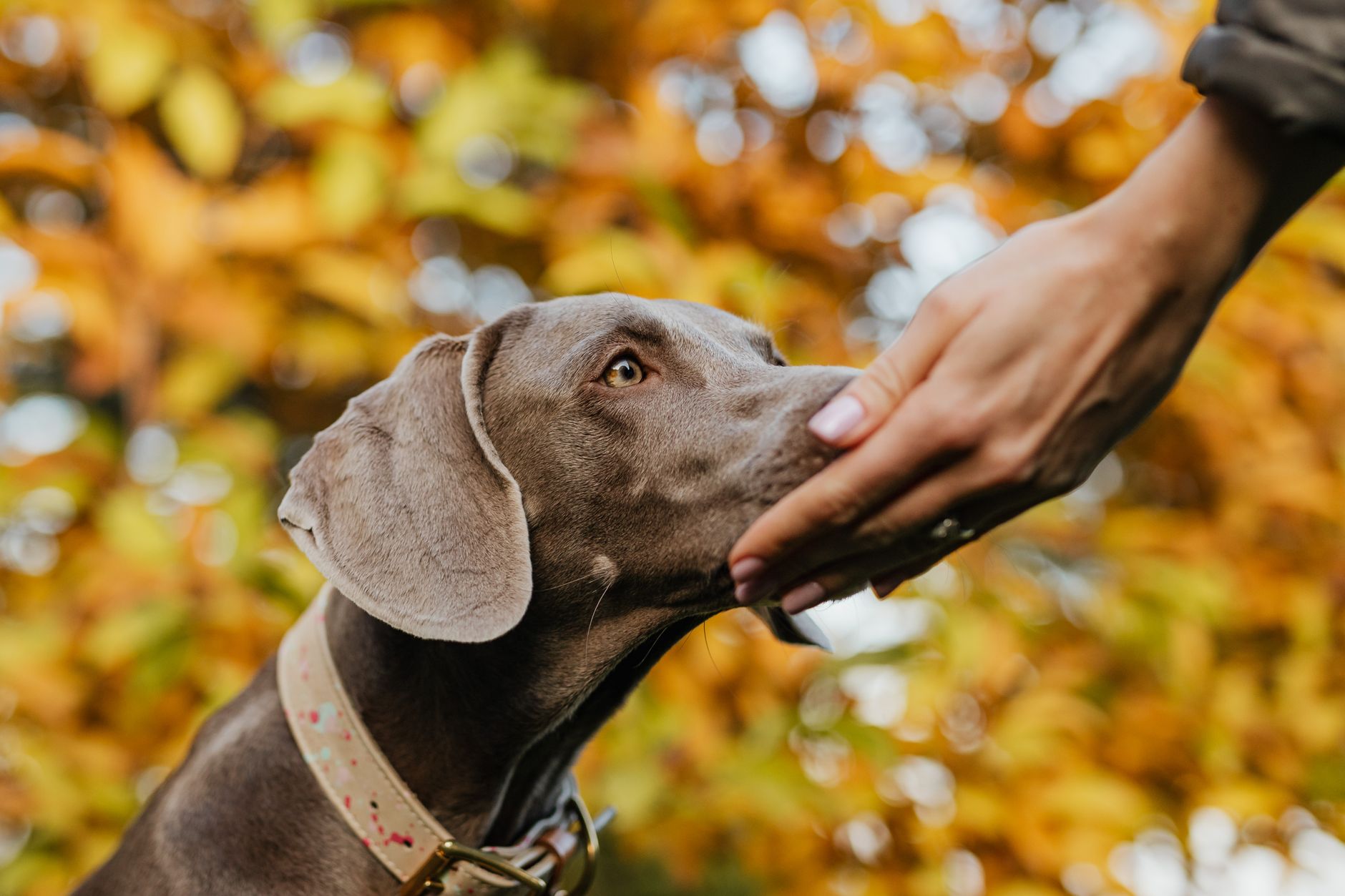 Dogs' Remarkable Olfactory Abilities: Sensing Cancer from Human Breath with Precision of One Part Per Trillion