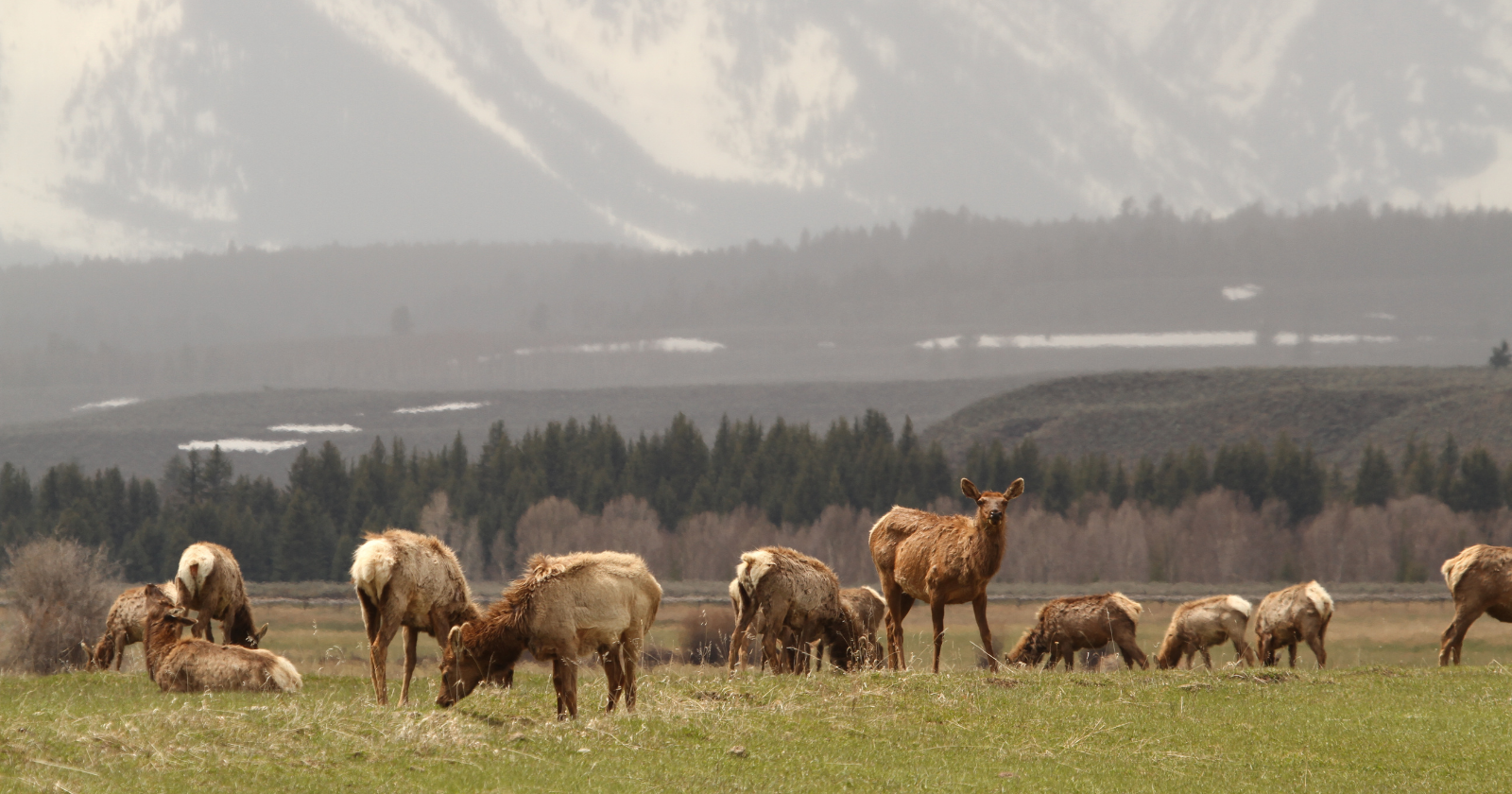 Elk Population in Eastern Kentucky Increases to 13,000 Thanks to Restoration of Strip-Mined Coalfields into Grasslands