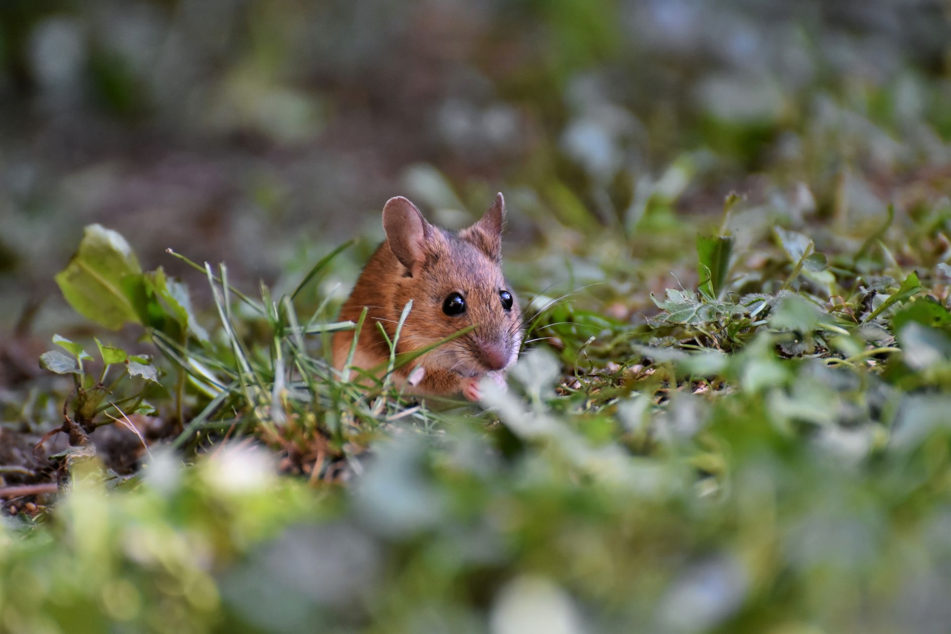 Examination of 88 Island Mammal Species Indicates Swift Evolution of Physical Characteristics in Just 21 Years, Before Transitioning to Mainland Rates
