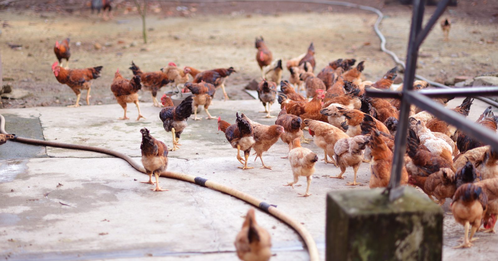 "Farmed Chickens Exceed the Total Weight of All Wild Birds by Two to Three Times"