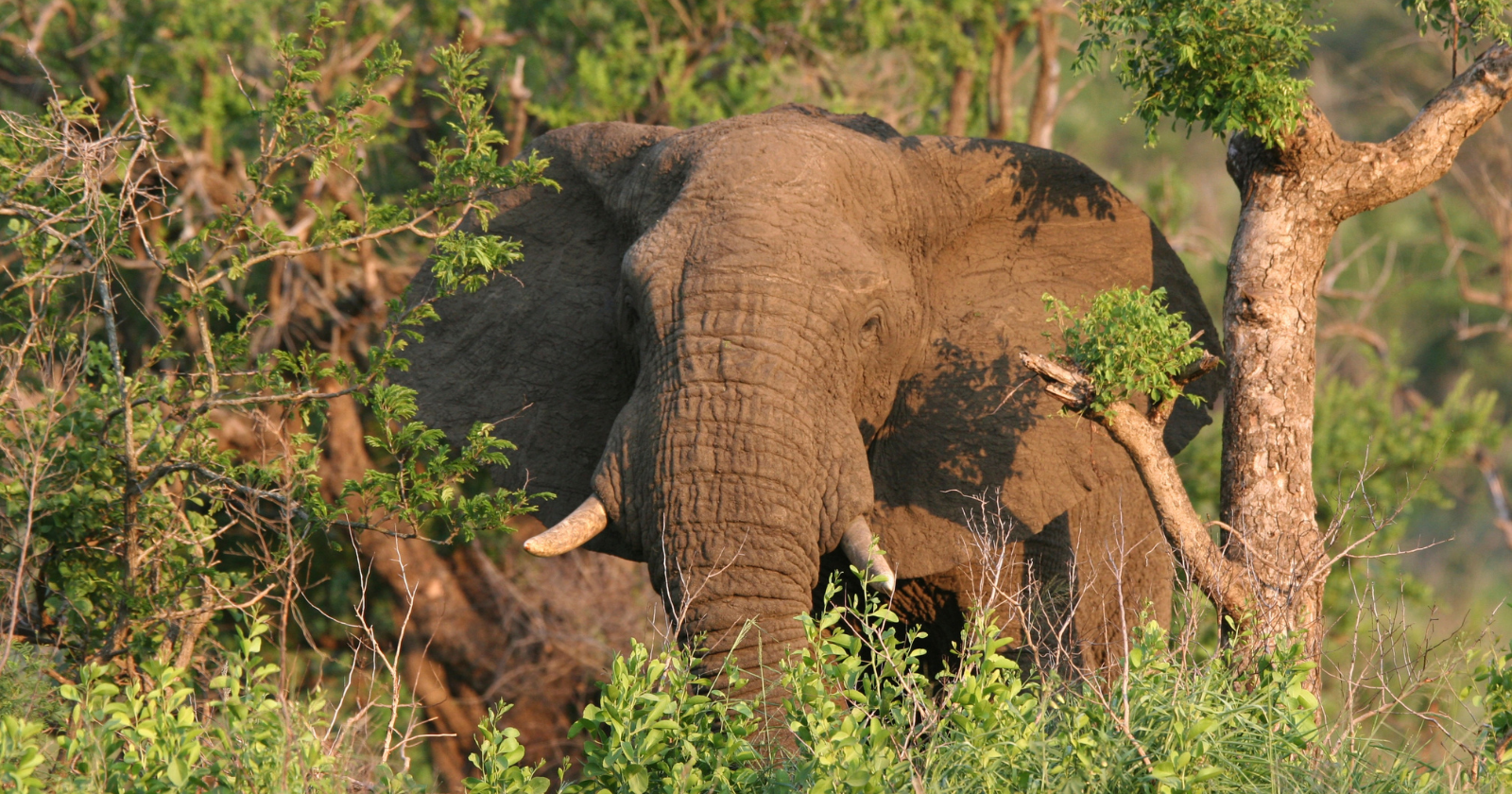 Following a Bull Elephant's Migration: A 12,000-Kilometer Trek Through Four Nations and Six National Parks in Southern Africa