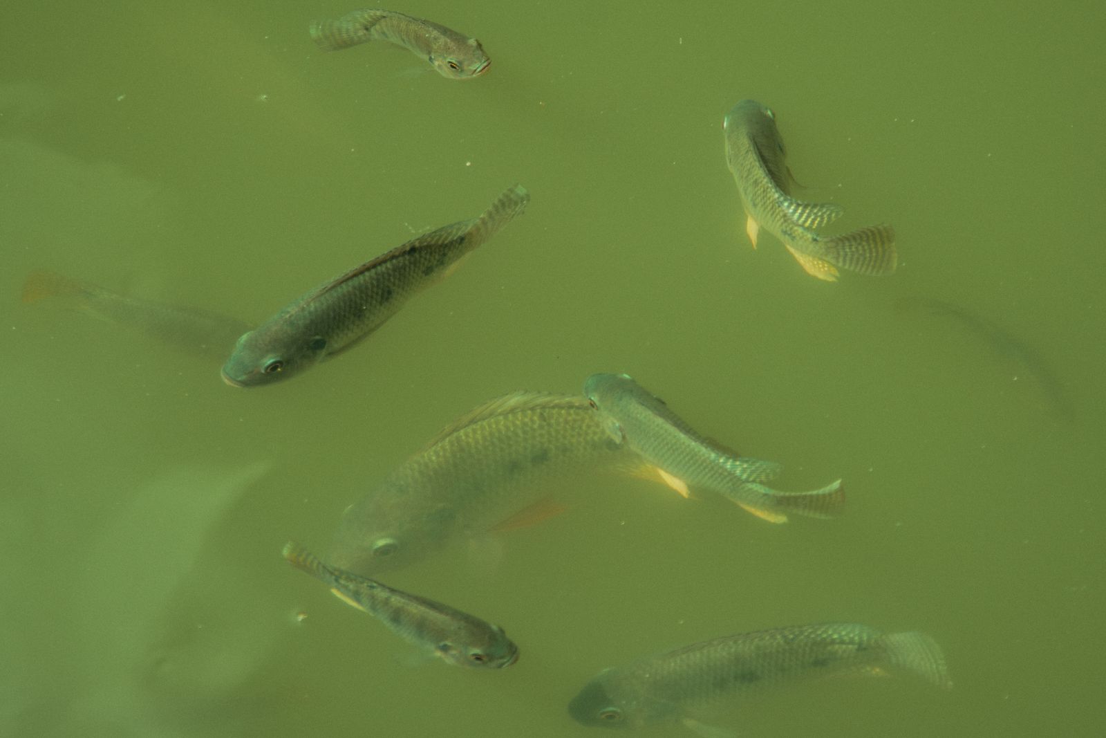Four Flavobacterium Species Detected in Brazilian Research on 11 Aquaculture Isolates