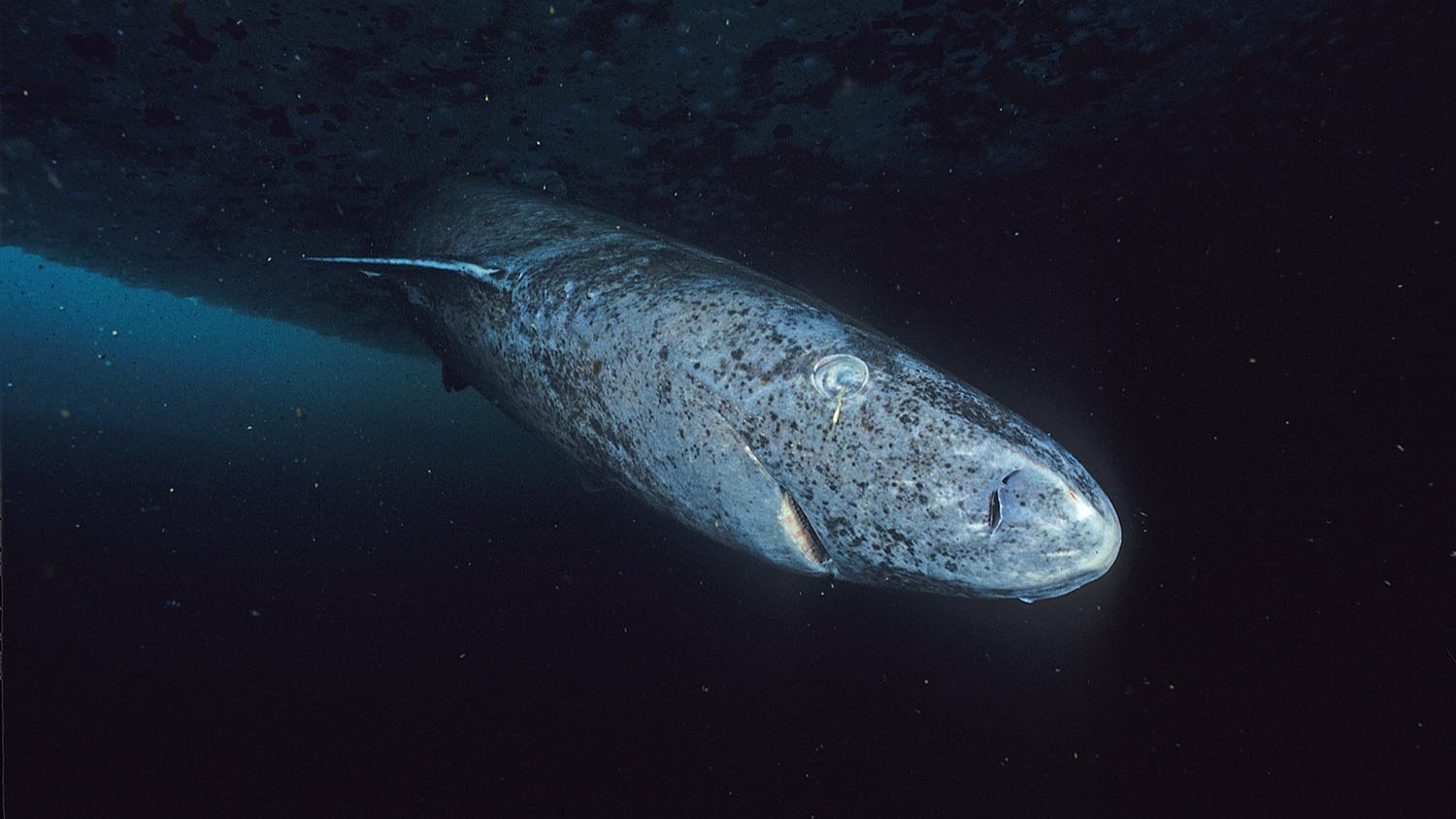 Greenland Shark Estimated to Be 392 Years Old, Oldest Evidenced Vertebrate, Captured as Bycatch in Waters of Greenland