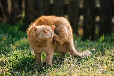 House of Lords Committee Suggests Ban on Over-the-Counter Flea and Tick Treatments