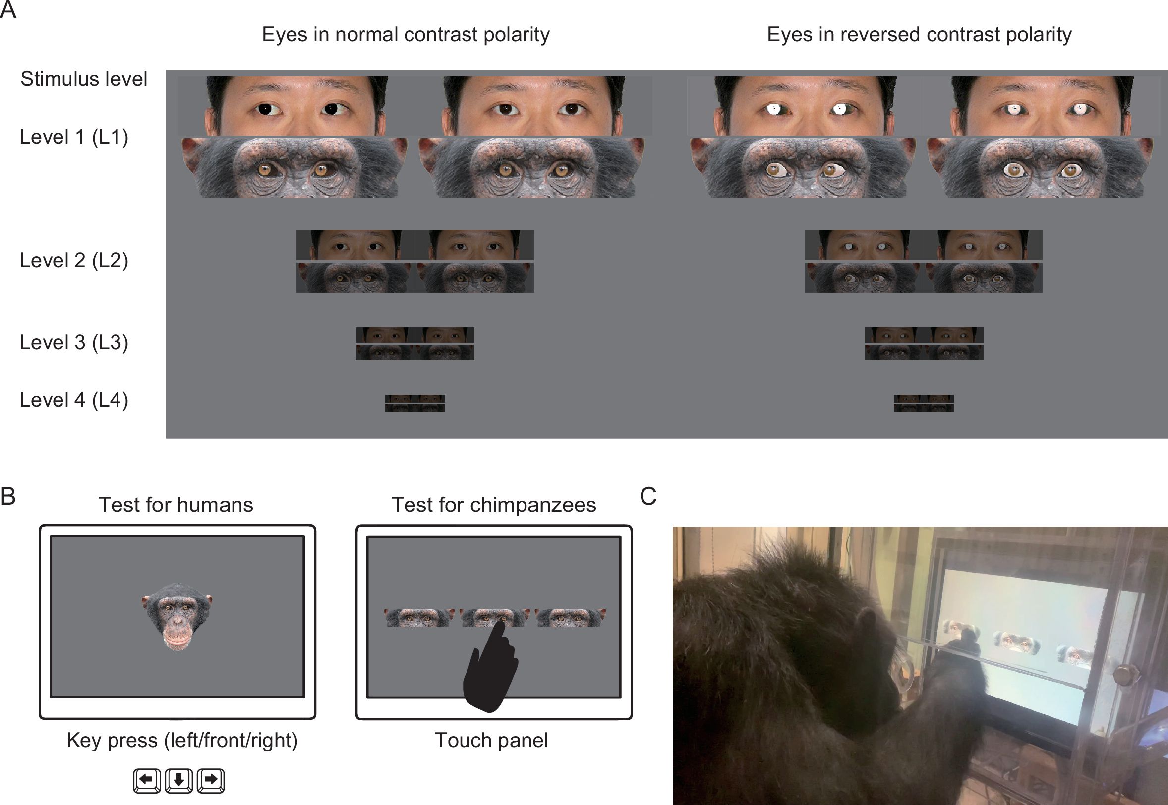 Humans' Consistently White Sclera Improves Eye Gaze for Collaborative Attention and Cooperative Evolutionary Theory