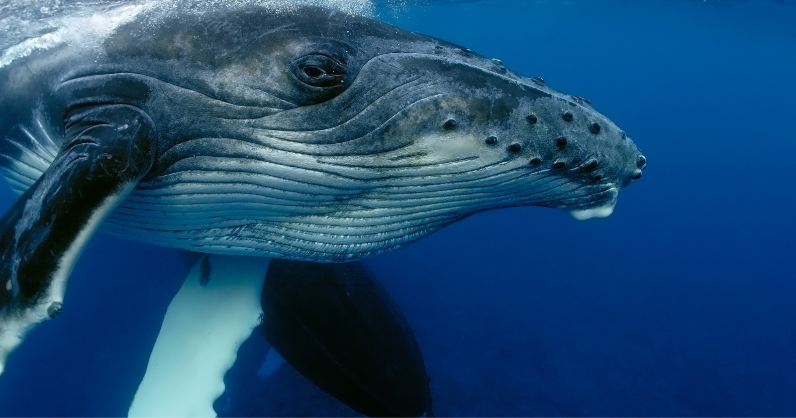 Humpback Whales Intercede in Orca Hunts, Aiding Seals, Sea Lions, and Sunfish in Evasion of Predation