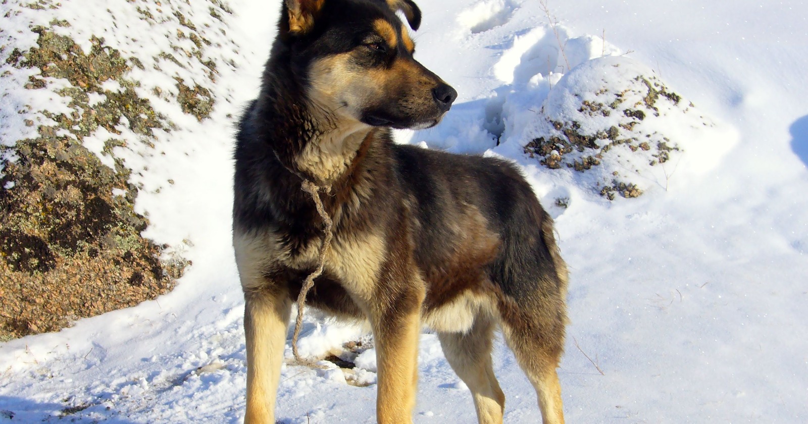 Hunting Dogs Across Five Nations Exhibit No Rise in Food Theft When Owner's Eyes Are Shut, Research Discovers