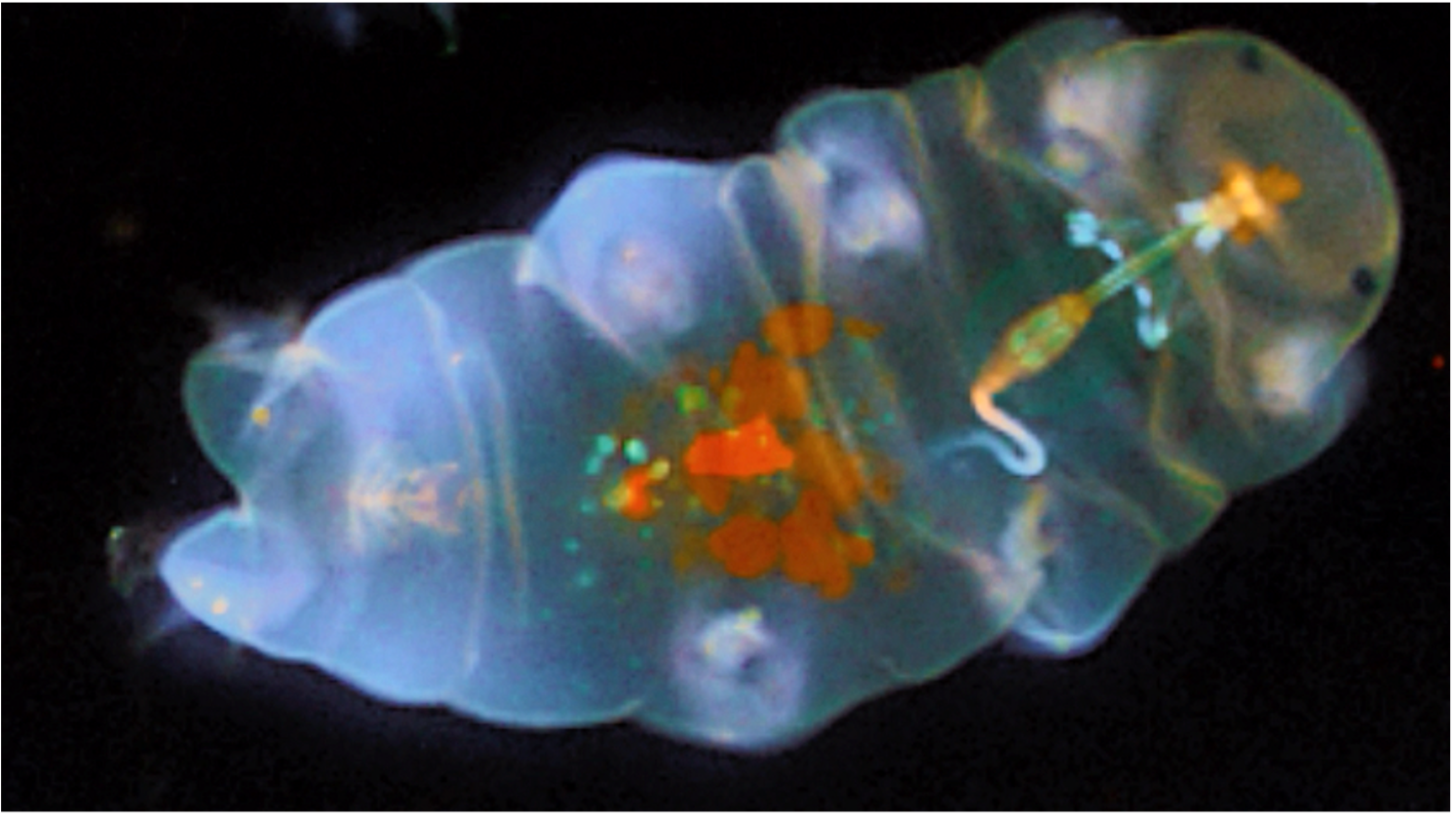 In 2007, Dehydrated Tardigrades Endure the Vacuum of Space and UV Shielding, Effectively Reproducing After Rehydration