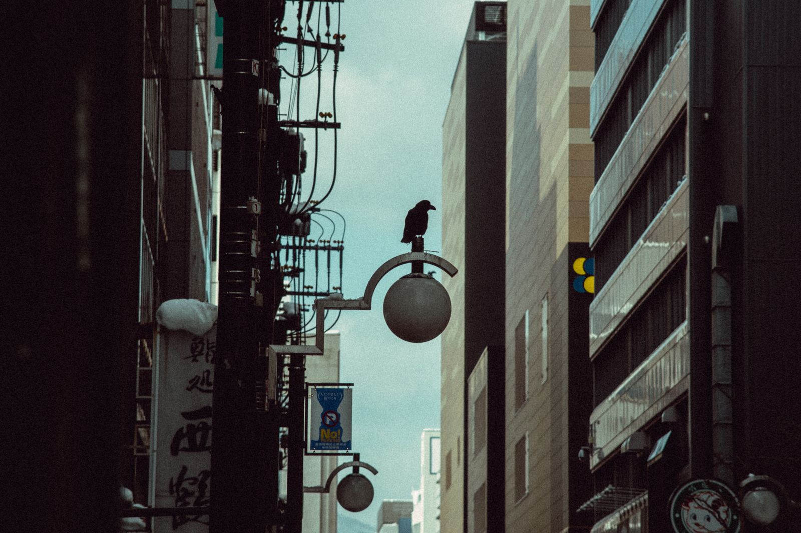 Inventive Carrion Crows in Sendai, Japan Utilize Roadways to Break Open Walnuts