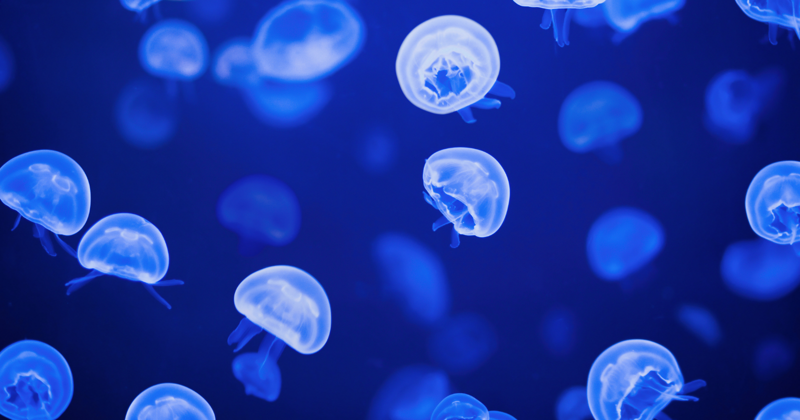 Jellyfish Invasions Interfere with Activities at France’s Gravelines Nuclear Facility, Resonating with the 2011 Shutdown in Scotland