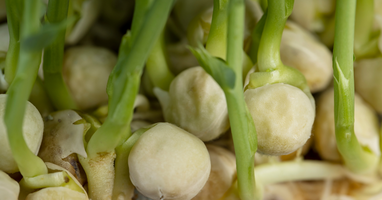 Kinsale Schoolgirls Uncover Bacteria That Enhances Barley Germination by 50%, Securing Google’s Grand Prize