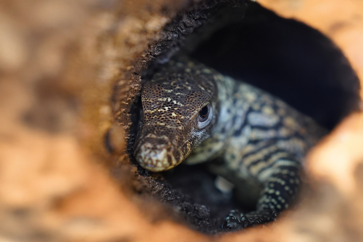 "Komodo Egg Hatches in Wrocław Terrarium: Poland's First Parthenogenetic Lizard Arises from Unfertilised Egg"