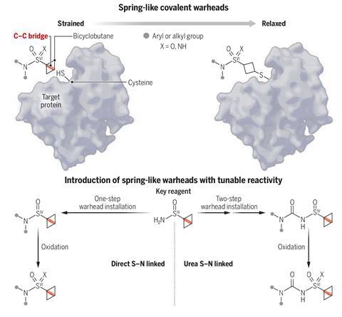 "Launch of an Innovative 'Spring-Activated' Warhead for Covalent Medications"