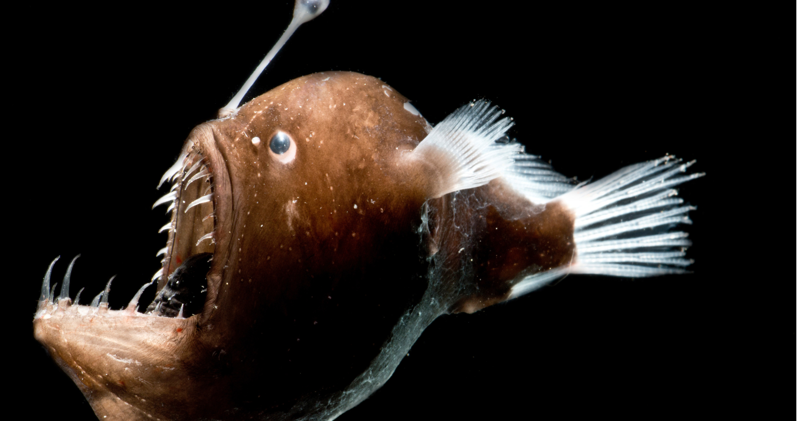 "Male Anglerfish Permanently Connects to Female by Biting and Eroding Body Barriers"