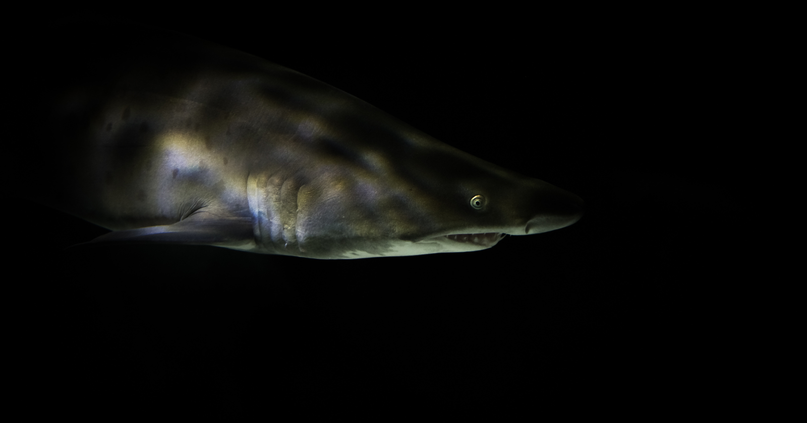 Marine Biologists Unearth More Than 110 New Species, Featuring a Unique "Ghost Shark," During Deep-Water Australian Exploration