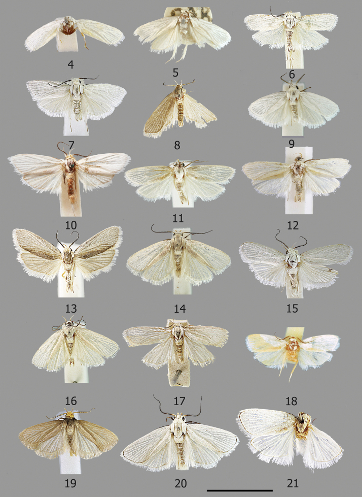 Moth Ignored for Almost a Century Unveiled as Alfred Russel Wallace's 1855 Borneo Expedition, Resulting in Identification of New Genus featuring 11 Newly Discovered Species