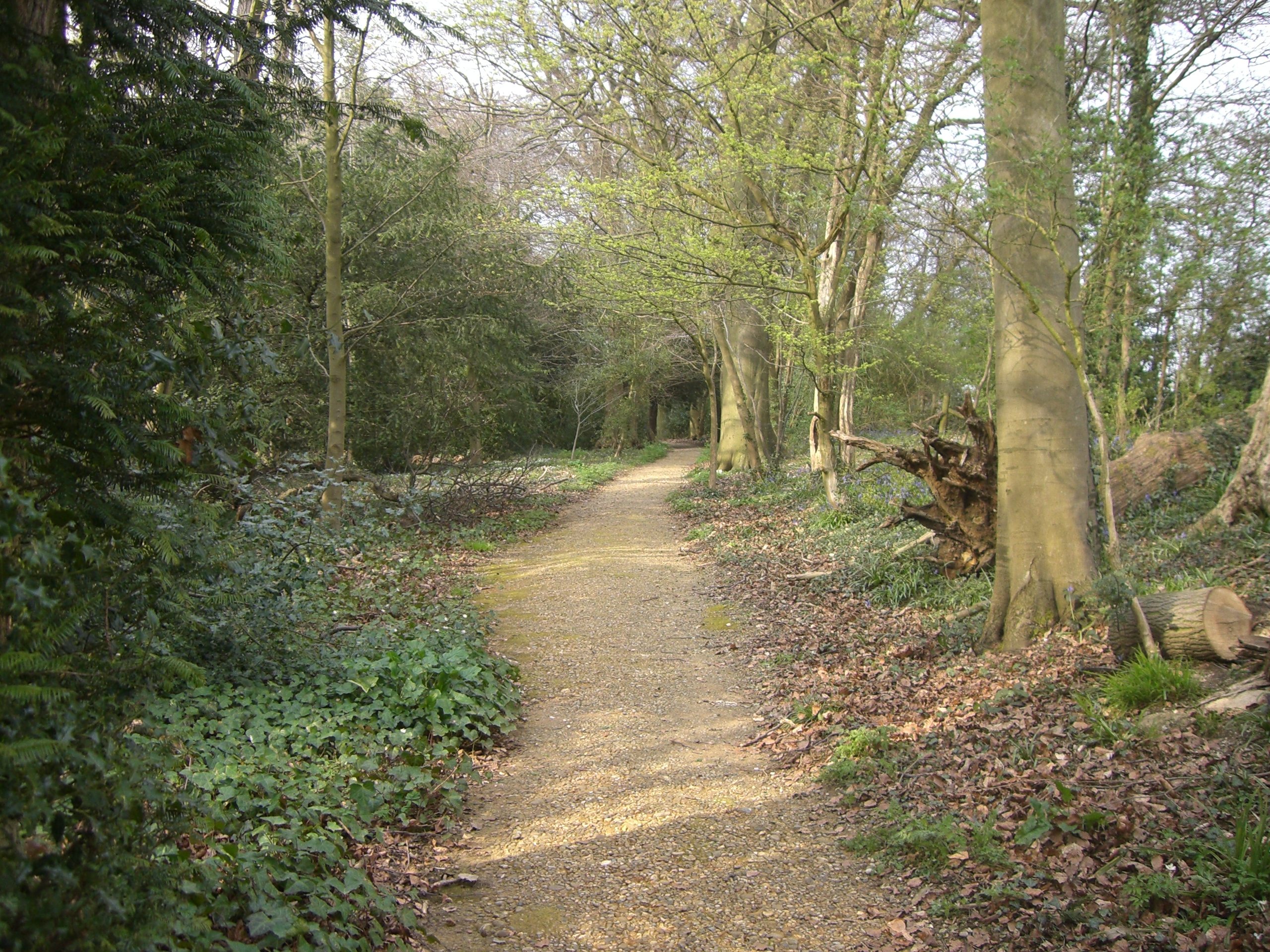 "Neuroscience Clarifies How Darwin's Daily Strolls at Down House Fostered Creative Insight"