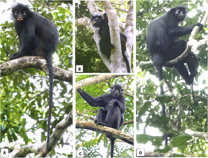 New Primate Species "Likweli" Verified in Congo Rainforest, Fifth African Finding in 75 Years, Subsequent to 2008 Overlooked Image