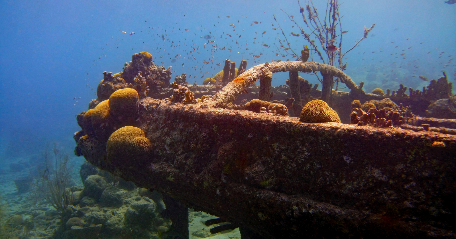 New York Enhances Marine Environment by Sinking 714 Subway Cars Off Delaware Shore, Amplifying Sea Life Growth 400 Times