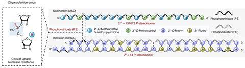 Organocatalyst Boosts Effectiveness in Oligonucleotide Pharmaceutical Manufacturing
