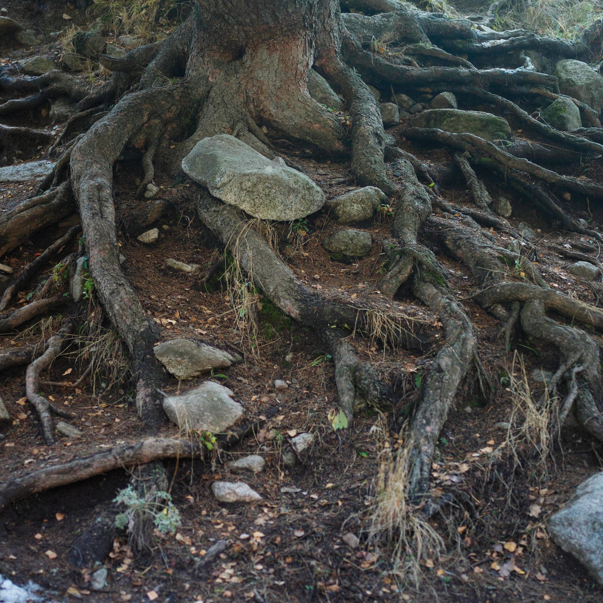 Peer-Reviewed Evidence Missing for Assertions of Mature Trees Transmitting Resources to Progeny Despite Carbon Exchange Results in Suzanne Simard's 1997 Study