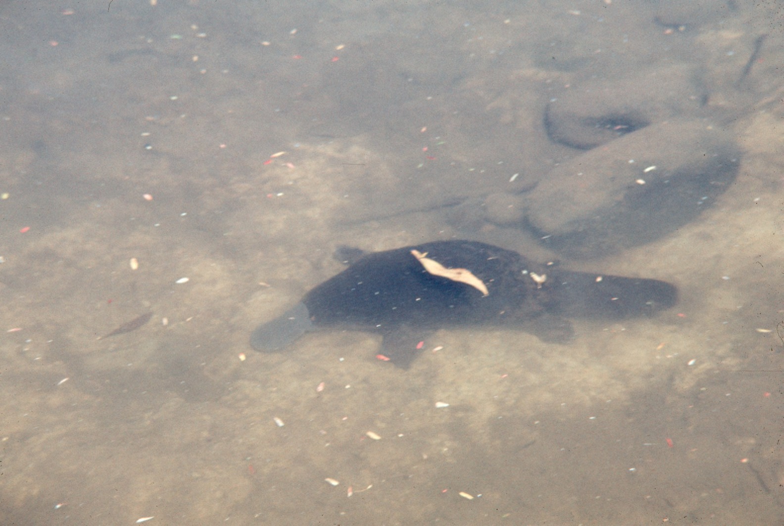 Platypus Employs Electroreception and Pressure Detection to Pursue Prey Beneath the Water