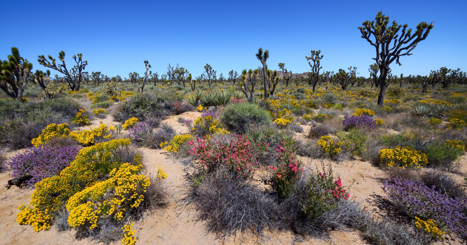 Rain Collection by Solar Panels at Nevada’s Gemini Solar Farm Enhances Desert Milkvetch Bloom and Fruit Yield