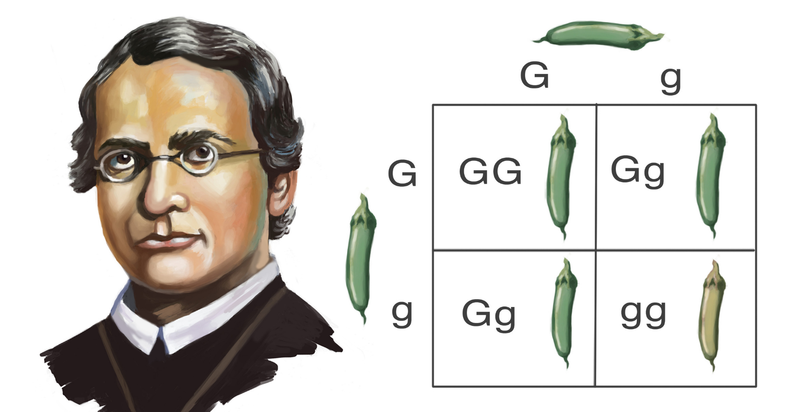 Reassessment of Gregor Mendel's Pea-Plant Data Uncovers That Initial Allegation of Statistical Flawlessness Was Founded on Deficient Evaluation