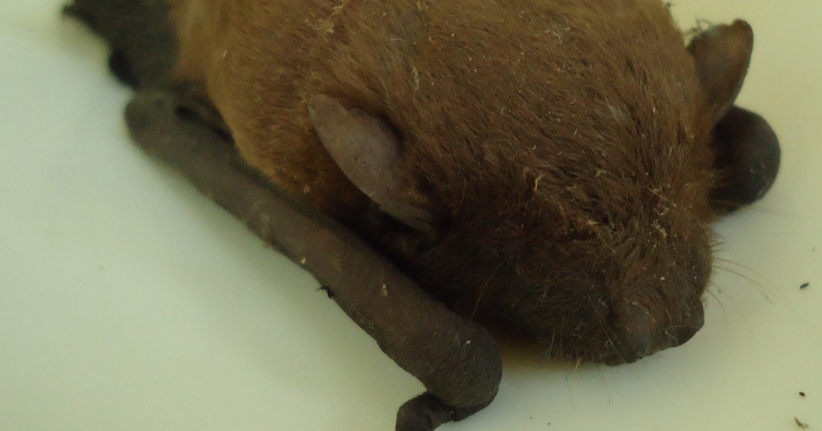 Research Investigates Why the Majority of Crickets Steer Clear of Synthetic Bat Terpene Yet Fail to Tell Bats Apart from Foliage