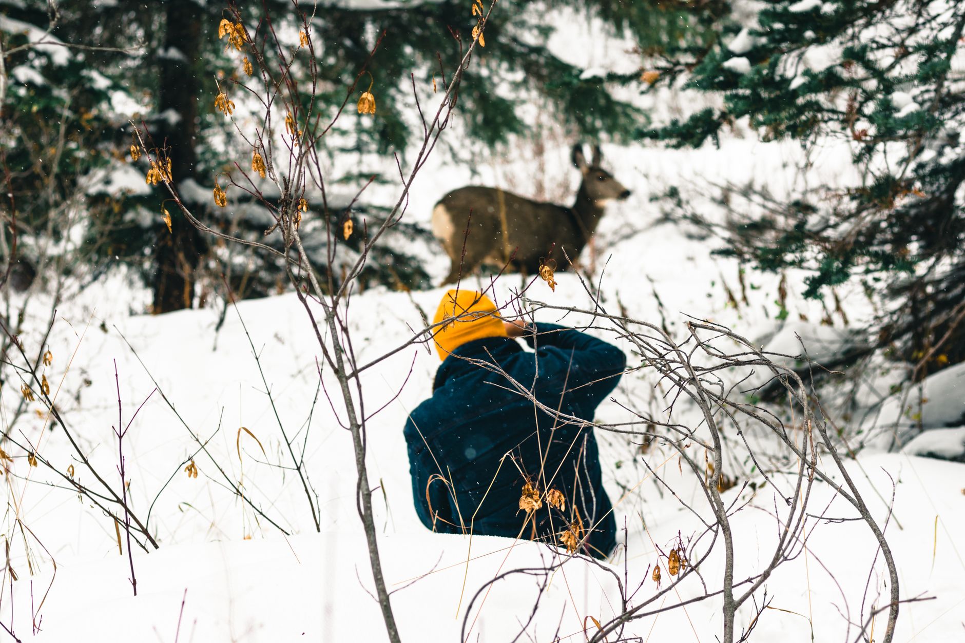 Research Shows Animal Adaptation to Human Activity at 11.8 Million Sites in the U.S., Impacting Spatial Behavior in More Than 65% of Species Observed