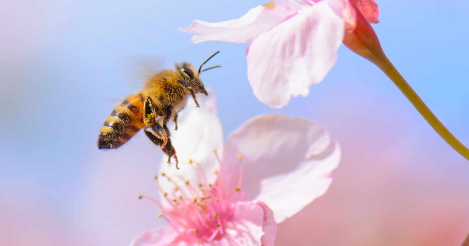 "Research Shows Wild Honey Bees Navigate Tailored and Accurate Paths Through Drone-Enhanced Tracking System"