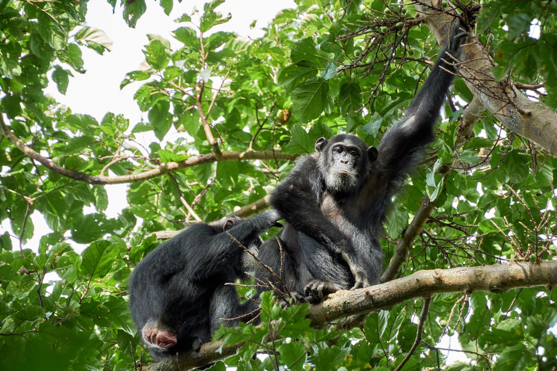 Research Uncovers Adaptable Combinatorial Communication Among Wild Chimpanzees in Taï National Park, Ivory Coast