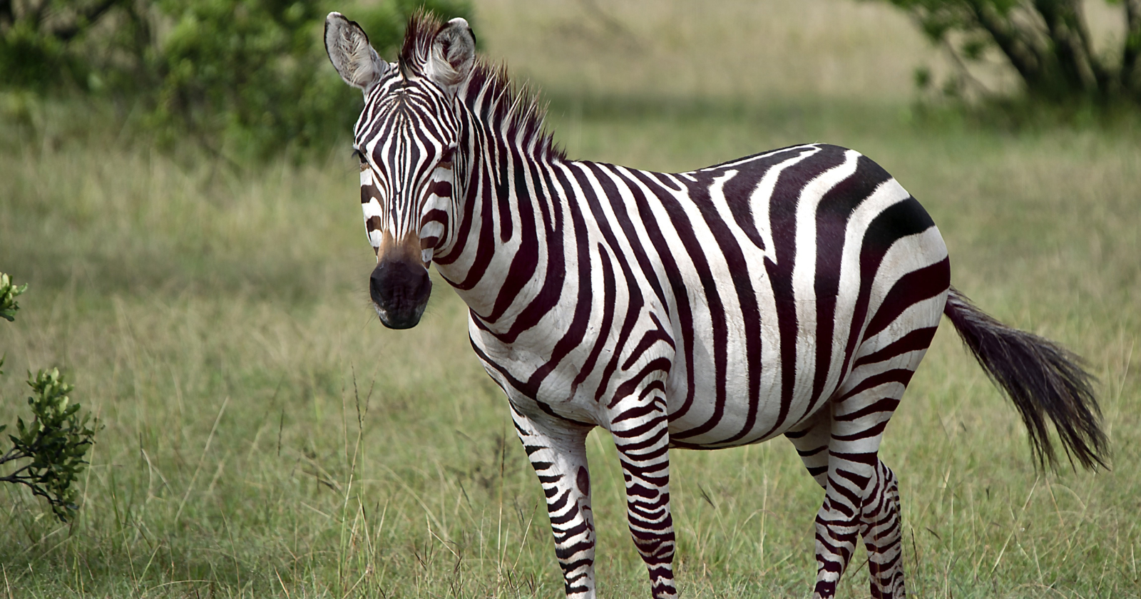 Researchers Experiment with Zebra-Like Stripes on Cattle, Discover 50% Reduction in Biting Flies, Confirming Zebra Insect Repellent Hypothesis
