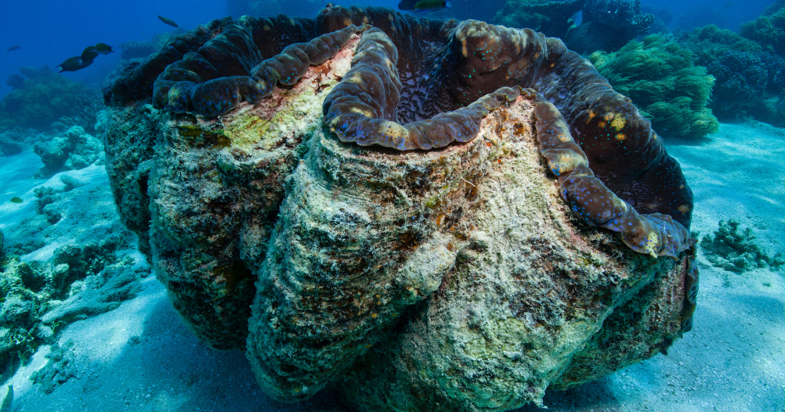 Researchers Uncover Historic Clam Near Iceland's Shore; Found to Have Existed Since 1499, Most Ancient Organism Identified