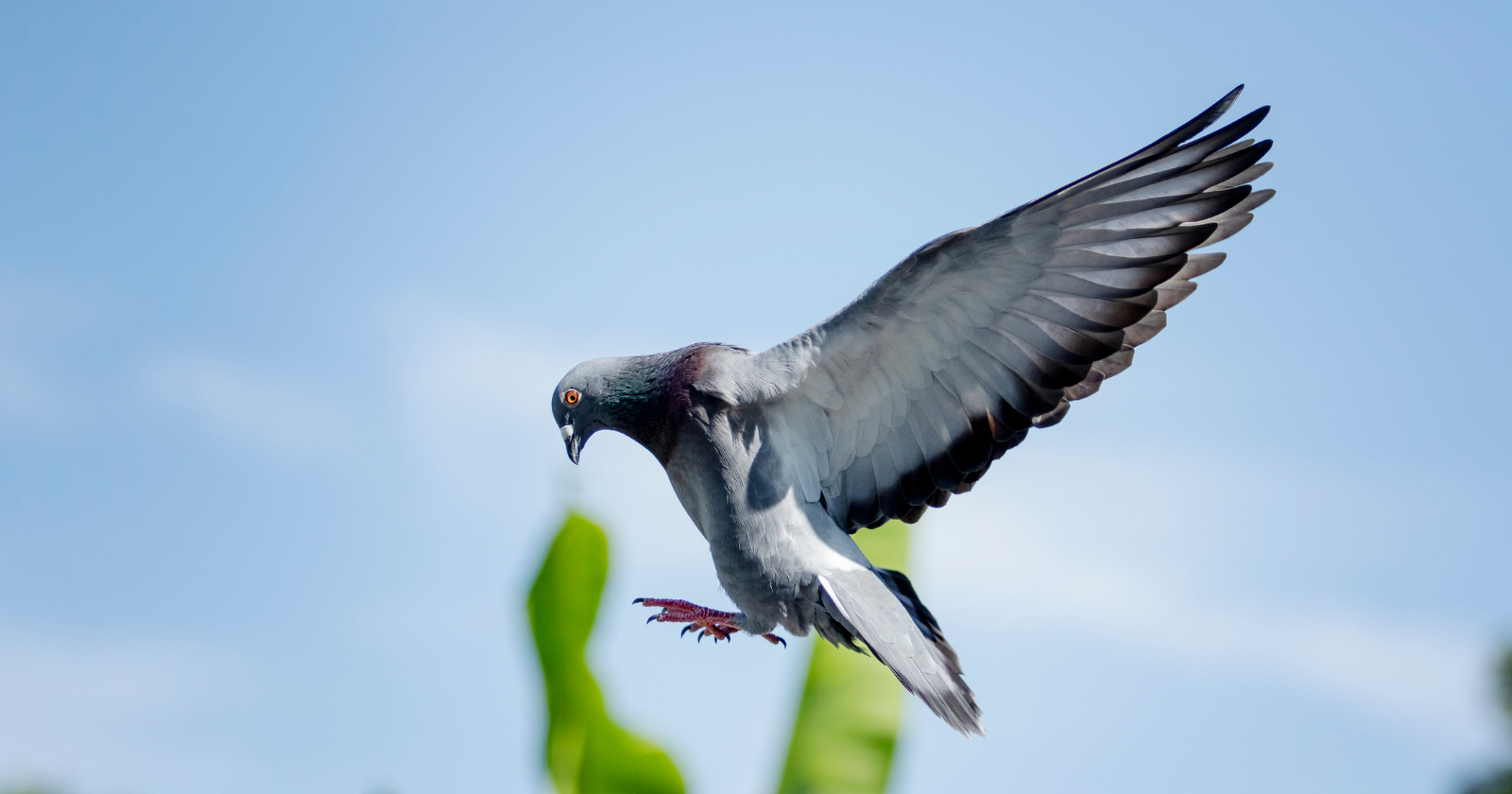 Researchers Uncover Iron-Dense Immune Cells in Pigeon Liver Influencing Navigation on Overcast Days Following Years of Enigmatic Magnetic Blood Sample Problems