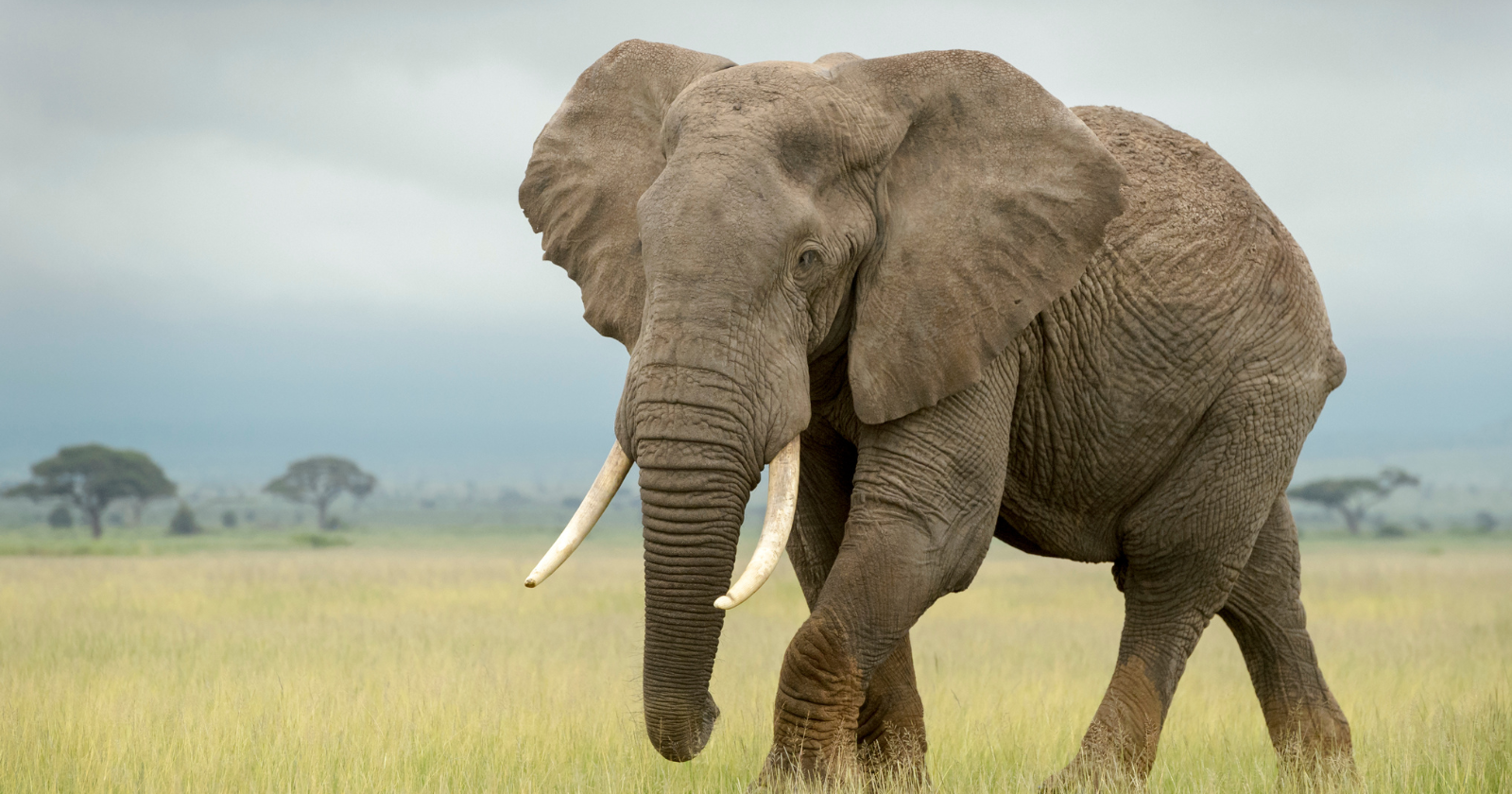 Researchers Uncover That Wild African Elephants Employ Unique Calls for Communication