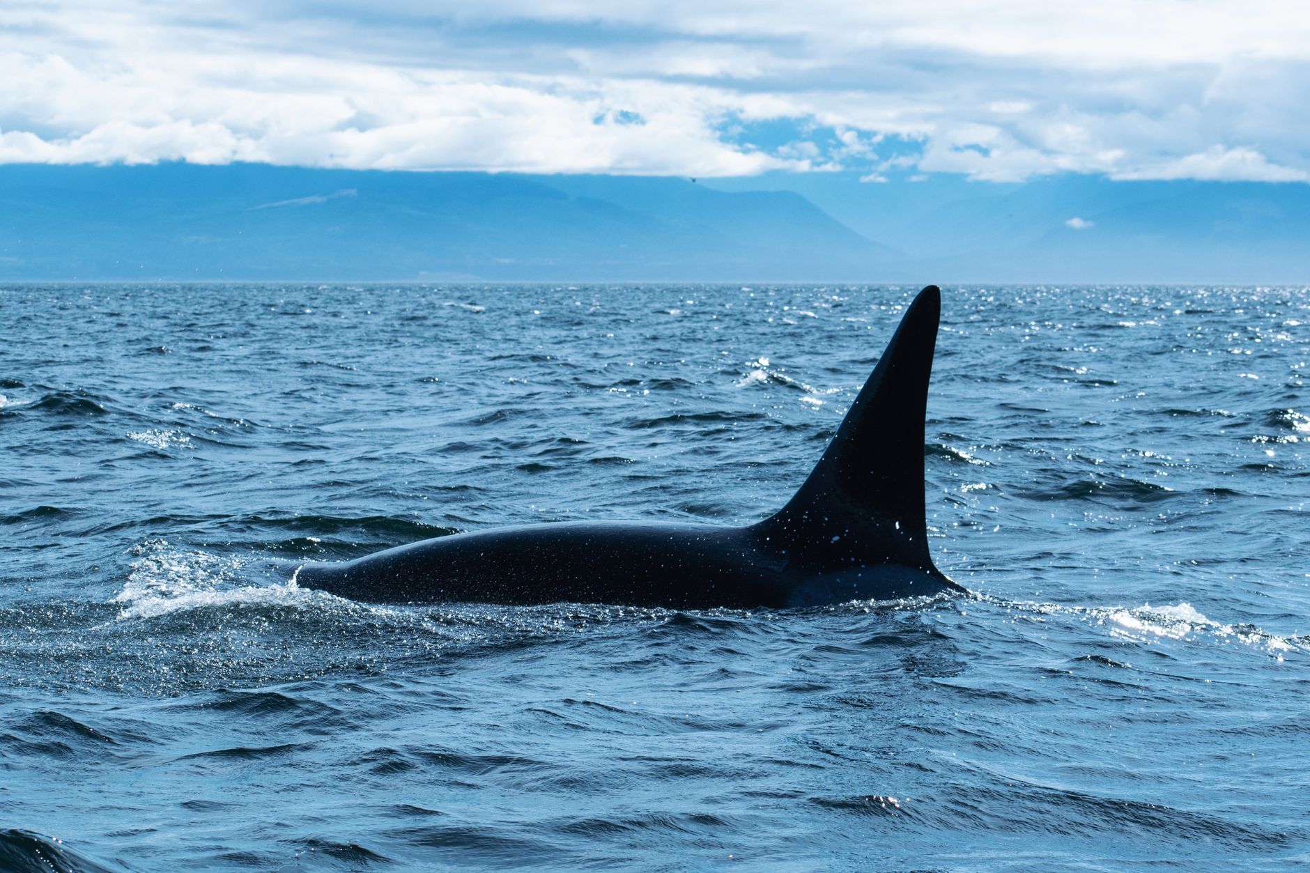 Revised 2024 Research Uncovers Five Toothed Whale Species, Emphasizes the Contribution of Mature Orcas in Leadership and Offspring Survival
