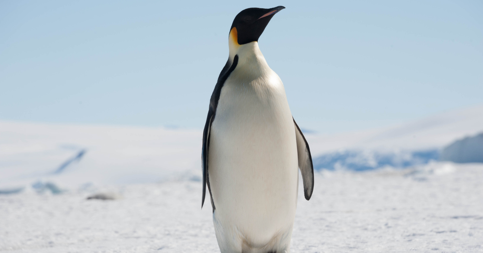 School Nature Club Uncovers New Species of Giant Penguin in Kawhia Harbour, Recognized After 15 Years