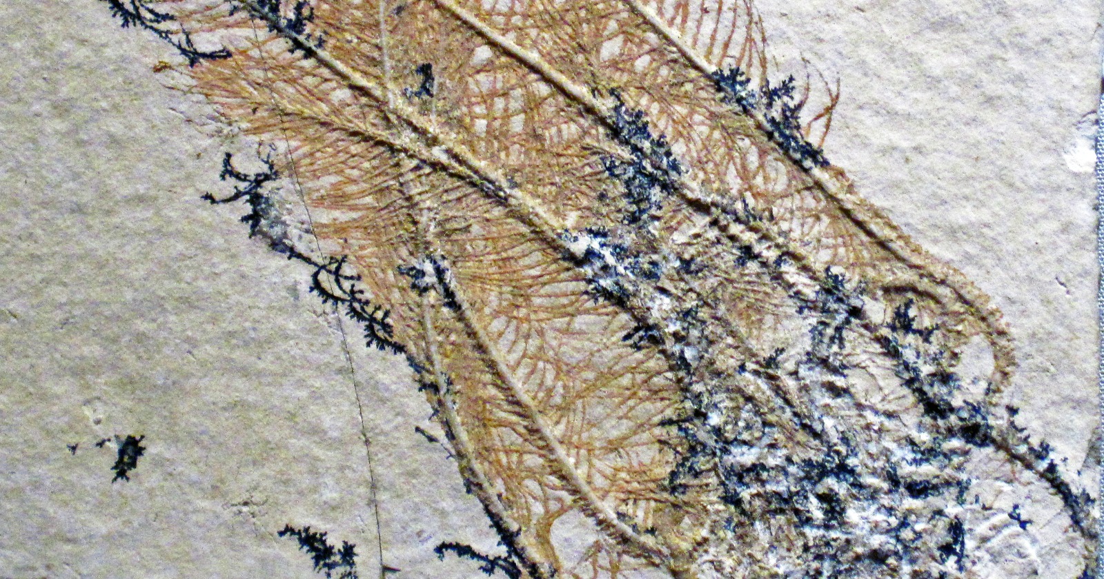 "Second and Most Ancient Fossil of Sea Lily Tube Feet Discovered in Quebec Quarry, Dating to 452 Million Years Ago"