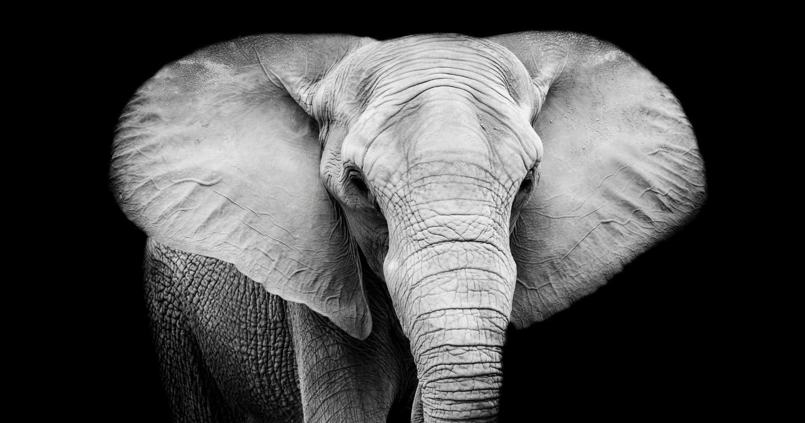 Several Animals Acknowledge Their Reflection in a Mirror, Among Them a Six-Tonne Creature
