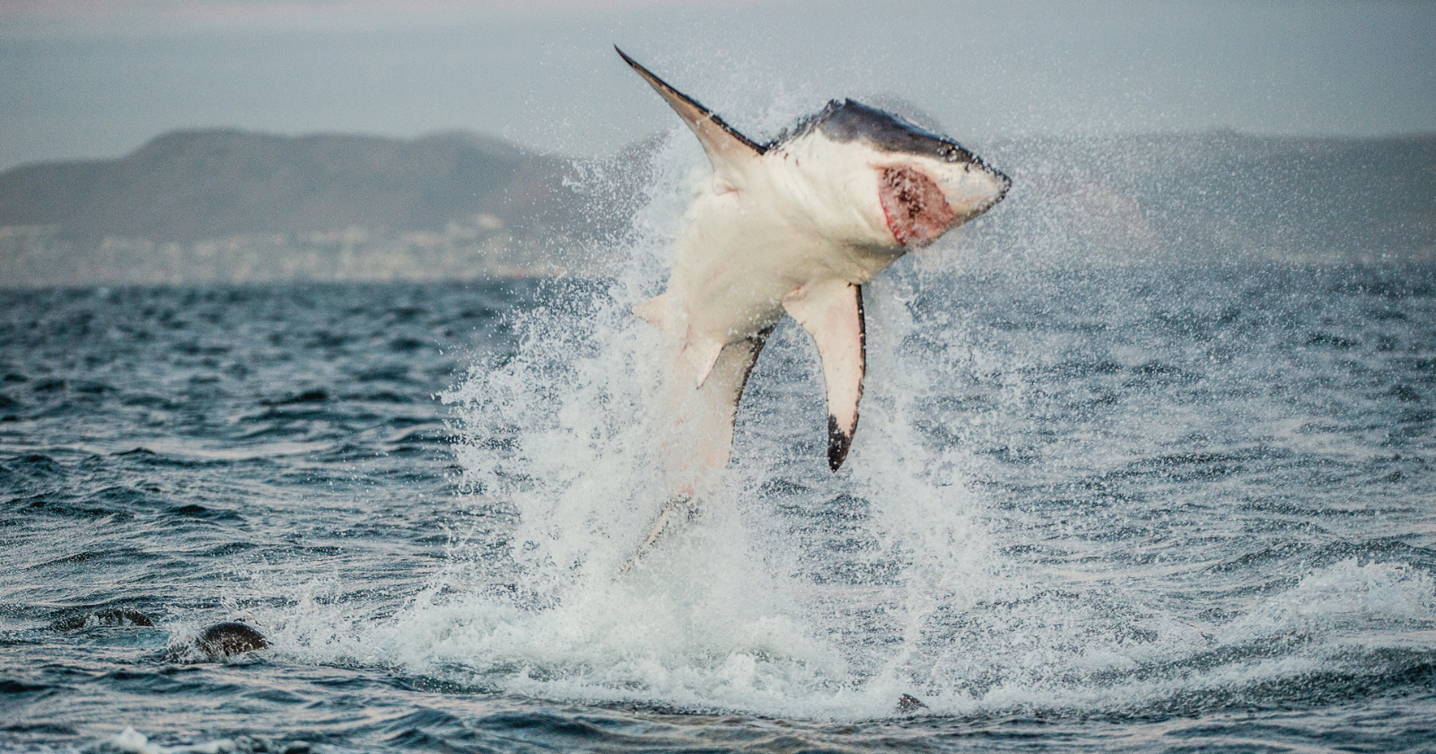 Sharks Have Been Around for 60 Million Years Prior to the Emergence of Trees, Existing Alongside Only Mosses and Liverworts