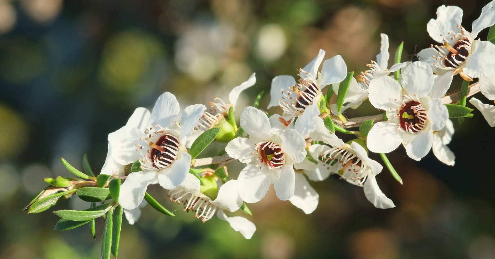 "Shifting from UMF 5+ to UMF 20+ Manuka Honey Lowers the Necessary Concentration for 95% MRSA Suppression from 15% to 3%, Surpassing Methylglyoxal Control Solutions"
