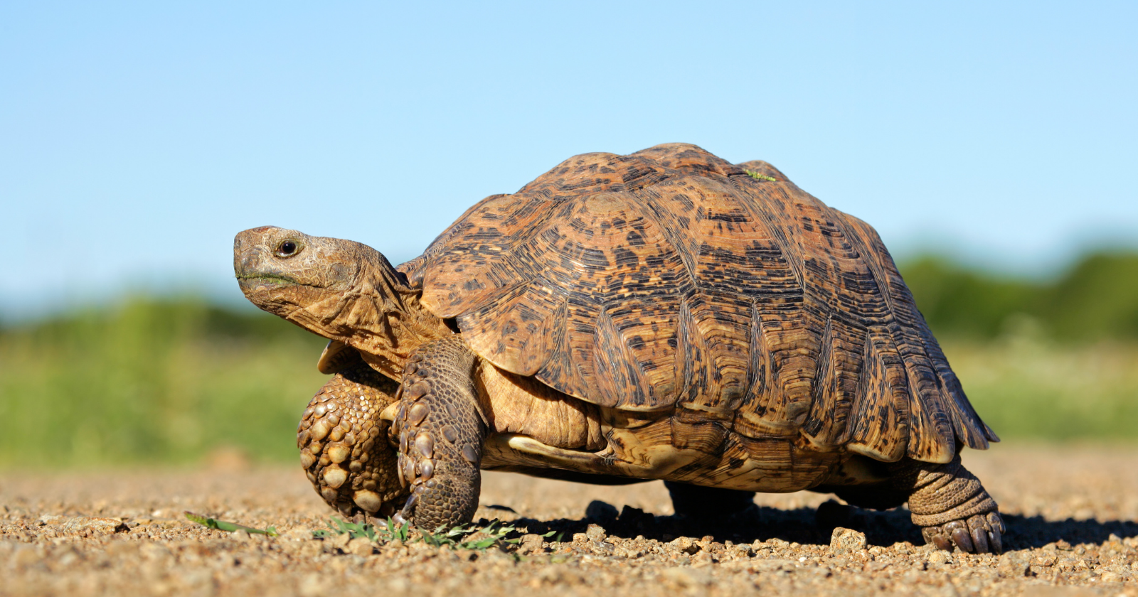 Small Turtle Nurtured in Massachusetts Zoo Successfully Makes its Way Back to Nature, Deposits Eggs, and Young Ones Liberated