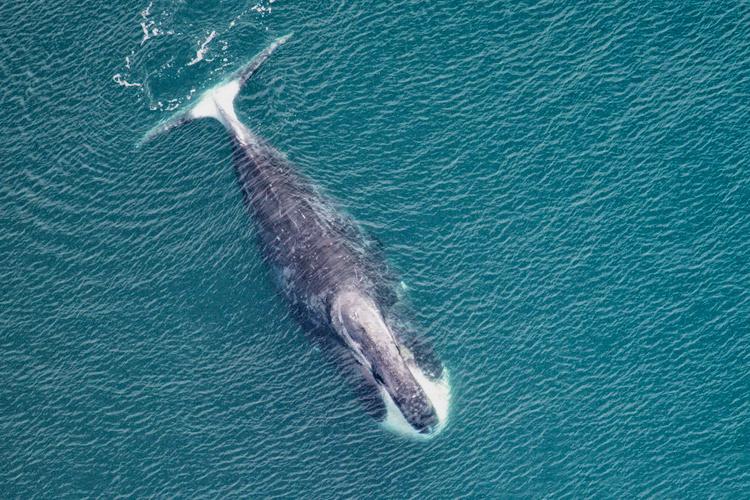 "Study from 2025 Suggests Effective DNA Repair in Bowhead Whales Could Account for Longevity and Reduced Cancer Incidence"