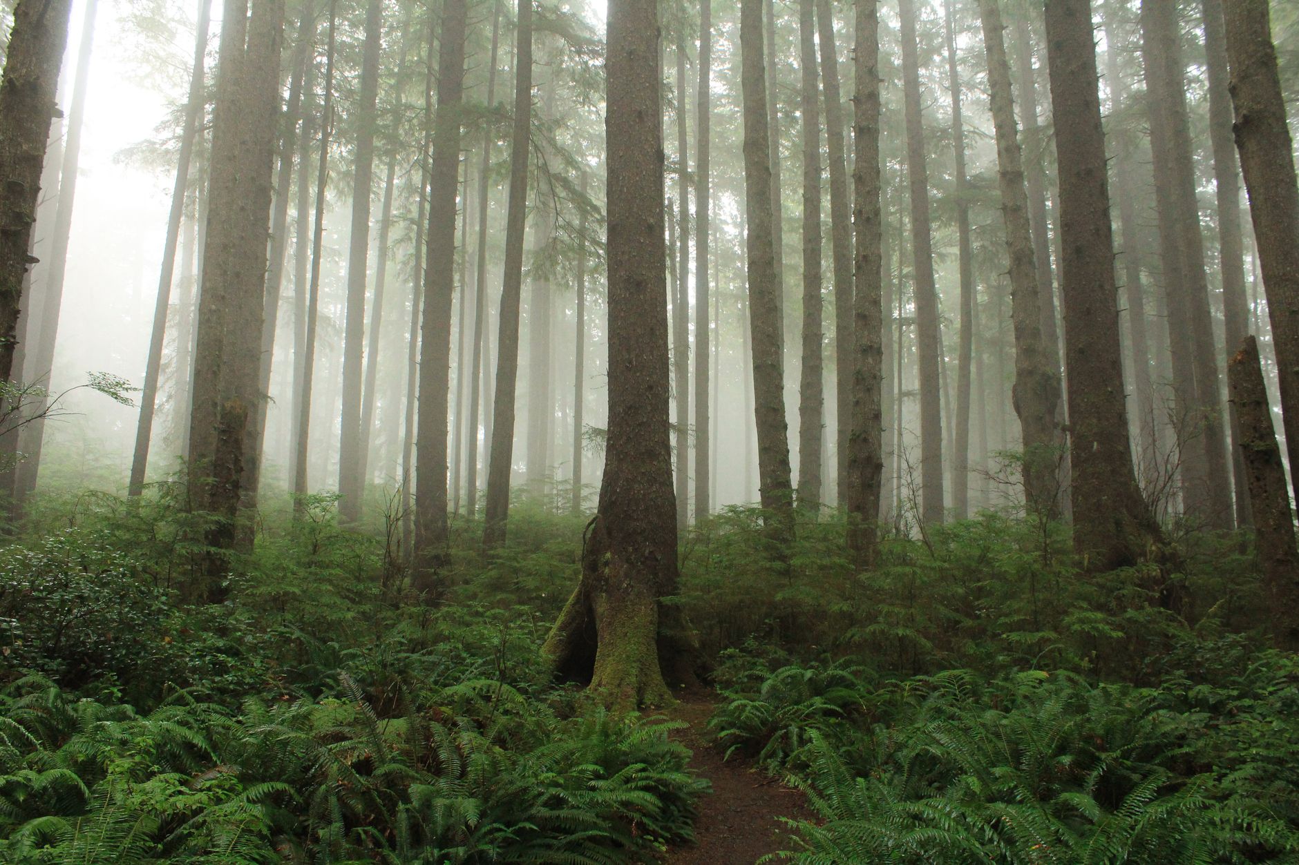 Temperate Rainforest Thrived 900 Kilometers from the South Pole 90 Million Years Ago, Captured in Antarctic Seafloor Core