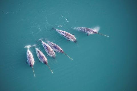 The Intricate Chemical Makeup of Narwhal Tusks