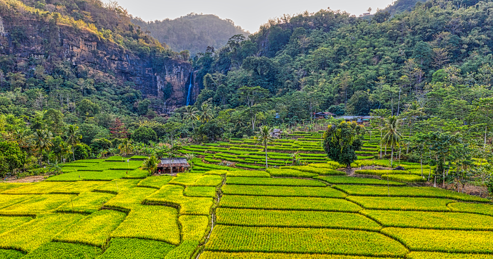 The Philippines Surfaces as the Top Global Rice Importer In Spite of Its Cultural Importance