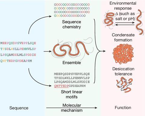 Tool Examines Designer Disordered Proteins to Elucidate Their Function